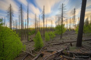 Panoramica di una foresta mista di Pinus sylvestris e nuove specie di latifoglie (querce, aceri) in Catalogna, segno di transizione ecologica post-siccità. Alcuni pini morti, secchi e grigi, ancora in piedi contrastano con il verde delle latifoglie e dei pini sopravvissuti. Il terreno è parzialmente coperto da vegetazione bassa e legno morto. Obiettivo grandangolare 18mm, lunga esposizione per nuvole morbide nel cielo azzurro, messa a fuoco nitida sull'intero paesaggio forestale, luce dorata del tardo pomeriggio che illumina la scena.