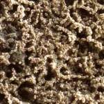 Fotografia macro ad altissimo dettaglio di un singolo granello di sabbia silicea. La superficie del granello è illuminata in modo da rivelare micro-crepe e depressioni colonizzate da sottili strati di microrganismi. Si percepisce una zona leggermente più scura su una parte del granello, a simboleggiare un microambiente anossico. Obiettivo macro 105mm, illuminazione controllata e precisa per esaltare la tridimensionalità e la complessità del microambiente.