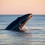 Immagine fotorealistica di una megattera che compie un balzo elegante fuori dall'acqua al tramonto, catturata con un teleobiettivo zoom 200mm, alta velocità dell'otturatore per congelare il movimento, con gocce d'acqua sospese a mezz'aria, che simboleggia la maestosa adattabilità degli endotermi marini alla vita oceanica e la loro 'vita lenta'. L'oceano è calmo e riflette i colori caldi del cielo.