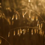 Primo piano di spighe d'avena mature che brillano alla luce dorata del sole, macro lens 100mm, high detail, precise focusing, controlled lighting, a simboleggiare il successo della fioritura e la ricchezza del raccolto.