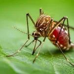 Macro fotografia di una zanzara Aedes aegypti, vettore della Dengue, posata su una foglia verde, 105mm macro lens, high detail, precise focusing, controlled lighting, per evidenziare il ruolo dell'insetto nella trasmissione degli arbovirus.