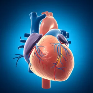 Stylized medical illustration of a human heart surrounded by translucent adipose tissue, with a coronary artery highlighted and showing subtle changes in the surrounding fat, medical imaging style, wide-angle, 24mm, sharp focus, controlled lighting.