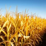 Un campo di mais rigoglioso e dorato sotto un cielo azzurro, simbolo di un raccolto abbondante grazie all'uso di pollina. Il terreno appare scuro e fertile. Landscape wide angle, 18mm, sharp focus, luce solare diretta.
