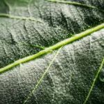 Fotografia macro di finissima polvere asiatica depositata su una foglia verde scuro, con dettagli microscopici delle particelle visibili, illuminazione diffusa per enfatizzare la texture, obiettivo macro 90mm, alta definizione, goccioline di rugiada sulla foglia per contrasto visivo.