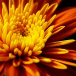 Macro photograph of a vibrant Chrysanthemum indicum flower head, 105mm Macro lens, high detail, precise focusing, controlled lighting.