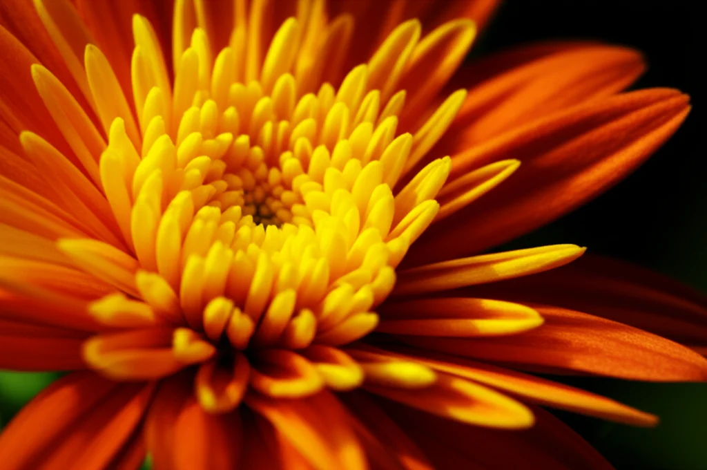 Macro photograph of a vibrant Chrysanthemum indicum flower head, 105mm Macro lens, high detail, precise focusing, controlled lighting.