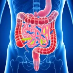 Immagine concettuale fotorealistica che mostra una sezione trasversale stilizzata dell'intestino umano con diverse colonie batteriche colorate (simbolo del microbiota), sovrapposta a una struttura ossea traslucida che mostra segni di densità variabile (simbolo di osteoporosi/salute ossea), il tutto con un leggero effetto di invecchiamento sullo sfondo, obiettivo 50mm, profondità di campo, illuminazione controllata.