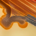 Primo piano estremo di una piastra di Petri con diverse colonie batteriche colorate isolate da un campione orale, lente macro 90mm, alta definizione, illuminazione da studio controllata per evidenziare le texture.