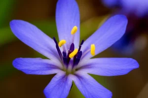 Fotografia macro di un fiore di Globularia orientalis, lente 105mm, con dettagli nitidi dei petali blu-viola e stami gialli, illuminazione da studio controllata per esaltare la tridimensionalità e la bellezza della pianta medicinale, sfondo leggermente sfocato per concentrare l'attenzione sul fiore.