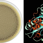 Immagine composita fotorealistica: a sinistra, una macro di alta qualità della coltura fungina di Amylomyces rouxii su piastra Petri (obiettivo macro 100mm, alta definizione); a destra, una visualizzazione 3D dettagliata della molecola dell'enzima tirosinasi con i siti di rame evidenziati. Illuminazione da laboratorio controllata, sfondo neutro.