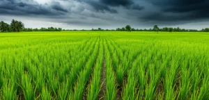 Wide-angle landscape photo of lush green rice paddies in rural Bangladesh under a dramatic sky, showing signs of potential flooding, 10mm wide-angle lens, sharp focus.