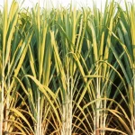 Campo di canna da zucchero rigoglioso coltivato con la tecnica dei germogli pellettati, con piante alte e sane. Lente grandangolare 20mm per catturare l'estensione del campo, luce solare del tardo pomeriggio per colori caldi, messa a fuoco nitida su tutta la scena.