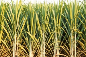 Campo di canna da zucchero rigoglioso coltivato con la tecnica dei germogli pellettati, con piante alte e sane. Lente grandangolare 20mm per catturare l'estensione del campo, luce solare del tardo pomeriggio per colori caldi, messa a fuoco nitida su tutta la scena.