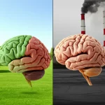 Immagine concettuale che mostra da un lato un cervello sano e vibrante in un ambiente con aria pulita e alberi verdi, e dall'altro un cervello opaco in un ambiente con ciminiere fumanti. Obiettivo macro 90mm, illuminazione controllata per evidenziare il contrasto, alta definizione dei dettagli.