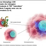 Illustrazione fotorealistica di un macrofago CAR ingegnerizzato che interagisce con una molecola di TNF, con un 'interruttore' visibile che devia il segnale verso una via anti-infiammatoria (IL-4). Sfondo di tessuto infiammato. Obiettivo macro 85mm, alta definizione, illuminazione drammatica per evidenziare l'interazione molecolare.