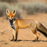 Photorealistic image, telephoto zoom 200mm, fast shutter speed, movement tracking: A European red fox stands alert in the dry, semi-arid landscape of the Australian Wimmera region.