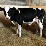 Primo piano fotorealistico di un vitellino di razza Holstein-Friesian di tre settimane in una stalla pulita, con uno scroto visibilmente e anormalmente ingrandito a causa di una pseudocisti testicolare congenita, lente prime 35mm, profondità di campo ridotta per focalizzare sull'animale e sull'anomalia, luce naturale morbida.
