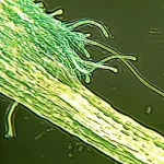 Macro fotografia, obiettivo 100mm, alta definizione, illuminazione controllata e precisa, che mostra le ife verdi brillanti del fungo benefico Trichoderma harzianum che avvolgono strettamente e parassitano le ife più pallide del fungo patogeno Fusarium oxysporum su una radice di piantina di avena, simboleggiando il potente potenziale di biocontrollo in azione.