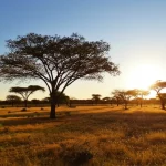 Paesaggio della foresta urbana regionale di Ouagadougou, Burkina Faso, ripreso con obiettivo grandangolare 18mm. Savana alberata con alberi sparsi come Vitellaria paradoxa e arbusti bassi tipici del Sahel. Messa a fuoco nitida, lunga esposizione per accentuare la vastità sotto un cielo parzialmente nuvoloso, luce calda del tardo pomeriggio.