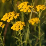 Fiori gialli brillanti di Achillea santolina in un campo soleggiato, con alcuni steli in primo piano e lo sfondo leggermente sfocato, macro lens, 100mm, high detail, precise focusing, luce naturale dorata del tardo pomeriggio.
