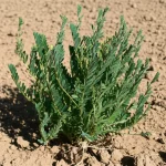 Immagine fotorealistica di una pianta di Astragalus membranaceus che mostra segni di stress da siccità, con alcune foglie leggermente accartocciate, ma ancora con vitalità. Scatto macro con obiettivo da 100mm, alta definizione, illuminazione laterale per enfatizzare la texture delle foglie e del terreno arido circostante, profondità di campo ridotta per isolare la pianta.