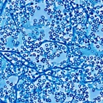 Primo piano di cellule staminali mesenchimali osservate al microscopio, con dettagli morfologici ben definiti, illuminazione da contrasto di fase, obiettivo macro 100mm, alta risoluzione, che simboleggia la ricerca avanzata nella coltivazione cellulare.