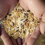 A close-up macro shot of diverse rice seeds held in a farmer's hand, 60mm macro lens, high detail, precise focusing, controlled lighting.