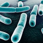 Fotografia macro, 105mm, di spore batteriche probiotiche (Bacillus megaterium) che trasportano antigeni sulla loro superficie, visualizzate in un contesto di laboratorio high-tech, alta definizione, illuminazione controllata, concetto di vaccino orale innovativo per l'acquacoltura.