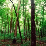 Fotografia paesaggistica di una lussureggiante foresta tropicale di Sal in India, con alberi ad alto fusto e un fitto sottobosco, luce solare che filtra attraverso le foglie, obiettivo grandangolare 10-24mm, messa a fuoco nitida, per illustrare l'ambiente dello studio sul carbonio microbico del suolo.