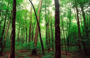 Fotografia paesaggistica di una lussureggiante foresta tropicale di Sal in India, con alberi ad alto fusto e un fitto sottobosco, luce solare che filtra attraverso le foglie, obiettivo grandangolare 10-24mm, messa a fuoco nitida, per illustrare l'ambiente dello studio sul carbonio microbico del suolo.