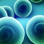 Immagine concettuale che illustra l'effetto protettivo dell'acido tannico sulle cellule testicolari esposte a doxorubicina, evidenziando la riduzione dello stress ossidativo. Macro lens, 60mm, high detail, controlled lighting, duotone blu e verde per simboleggiare salute e natura.
