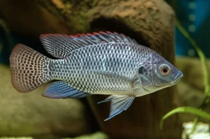 Primo piano fotorealistico di una Tilapia del Nilo (Oreochromis niloticus) in un ambiente acquatico controllato da laboratorio, obiettivo macro 90mm, alta definizione delle squame e riflessi sull'acqua, illuminazione laterale morbida per evidenziare la texture, focus sulla salute del pesce come bioindicatore della tossicità delle nanoparticelle d'argento.