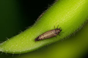 Macro fotografia, 105mm lens, di un vibrante baccello di soia verde, messo a fuoco nitidamente, con una minuscola e dettagliata larva di Leguminivora glycinivorella che inizia appena a perforarlo. Lo sfondo è una morbida sfocatura di altre foglie di soia sotto un'illuminazione controllata e brillante, che evidenzia il parassita e la vulnerabilità della pianta.