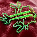Immagine concettuale di una molecola di sanguinarina che interagisce dinamicamente con la parete cellulare di un batterio Enterobacter cloacae, causando danni visibili e la fuoriuscita di componenti cellulari. Macro fotografia, obiettivo 105mm, illuminazione laterale drammatica per enfatizzare la texture e il danno, alto dettaglio sulla superficie batterica e sulle molecole interagenti.