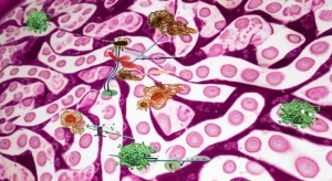 Photorealistic image, microscopic view of colorectal cancer cells alongside a diagram of molecular pathways, macro lens, 100mm, high detail, controlled lighting.