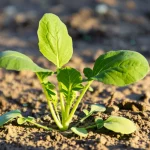 Fotografia macro di una pianta di Brassica rapa resiliente che cresce in terreno leggermente arido, luce solare laterale che ne esalta la texture, obiettivo macro 90mm, alta definizione, focus sulla vitalità nonostante lo stress.