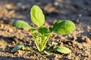 Fotografia macro di una pianta di Brassica rapa resiliente che cresce in terreno leggermente arido, luce solare laterale che ne esalta la texture, obiettivo macro 90mm, alta definizione, focus sulla vitalità nonostante lo stress.