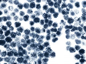 Immagine fotorealistica di condrociti che subiscono una trasformazione in fibroblasti, visualizzata attraverso un'interfaccia grafica che mostra i cambiamenti elettrofisiologici. Obiettivo prime 35mm, con profondità di campo che sfoca lo sfondo per concentrarsi sulle cellule e sui dati, duotone blu e grigio per un aspetto scientifico moderno.