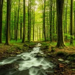 Fotografia paesaggistica di una foresta di faggi matura con elevata complessità strutturale in Germania. Obiettivo grandangolare 10mm, long exposure per rendere l'acqua di un ruscello setosa e le nuvole sfumate, messa a fuoco nitida su tutta la scena. La luce del tardo pomeriggio filtra tra le chiome dense e irregolari, creando giochi di luce e ombra che evidenziano la varietà di altezze e forme degli alberi (alcuni alti e maturi, altri più giovani), la presenza di legno morto a terra e un sottobosco rigoglioso. Sensazione di frescura, umidità e tranquillità emanata dalla scena.