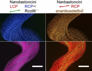 Immagine fotorealistica, obiettivo macro 100mm, che mostra nanobastoncini di Selenio enantioselettivi con chiralità atomica visibile (rappresentazione astratta elicoidale sinistra e destra). Interagiscono con fasci di luce polarizzata circolarmente (LCP/RCP visualizzati come spirali colorate distinte), dimostrando stabilità e capacità di rilevamento a banda larga per applicazioni chiroptoelettroniche. Alta definizione, messa a fuoco precisa, illuminazione da studio controllata.