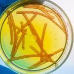 Macro lens, 100mm, High detail, precise focusing, controlled lighting of a laboratory flask containing fermentation broth with Bacillus subtilis bacteria.
