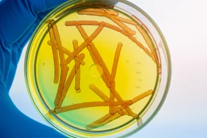 Macro lens, 100mm, High detail, precise focusing, controlled lighting of a laboratory flask containing fermentation broth with Bacillus subtilis bacteria.