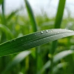 Primo piano macro di una foglia di grano sana e verde brillante, con nanoparticelle d'argento visibili come minuscole goccioline di rugiada scintillanti. Lo sfondo è un campo di grano dolcemente sfocato sotto un cielo sereno, che suggerisce resilienza e salute. Obiettivo macro, 90mm, alta definizione, messa a fuoco precisa, illuminazione naturale ma valorizzata per esaltare i dettagli.
