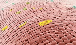 Illustrazione fotorealistica di cellule staminali derivate dal sangue mestruale (MenSCs) che rilasciano la proteina ECM1, la quale interagisce con il recettore LRP1α su una cellula stellata epatica, mostrando la riduzione della fibrosi epatica. Scena al microscopio, alta definizione, obiettivo macro 90mm, illuminazione laterale per evidenziare le texture cellulari.