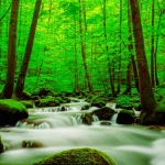 Un paesaggio lussureggiante e rigenerato, con alberi verdi e acqua pulita che scorre, simbolo del capitalismo rigenerativo, fotografia grandangolare con obiettivo da 15mm, lunga esposizione per acqua setosa, colori vividi e focus nitido sull'ecosistema fiorente.