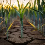 Pianta di orzo resiliente che cresce in un terreno arido e screpolato, fotografia still life, obiettivo macro 70mm, alta definizione, luce del tardo pomeriggio che crea lunghe ombre e un'atmosfera drammatica, con gocce di rugiada simulate sulle foglie a simboleggiare la speranza e la tenacia della vita vegetale.