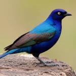 Un magnifico esemplare di storno superbo (Lamprotornis superbus) con il suo piumaggio iridescente blu e arancione, fotografato in primo piano con un obiettivo macro da 100mm, illuminazione controllata per esaltare i dettagli delle piume e i colori vivaci, su uno sfondo naturale sfocato della savana keniota.