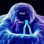 Illustrazione scientifica astratta del meccanismo d'azione di un inibitore farmacologico (B4) che interagisce con le proteine PLK1 e PRC1 all'interno di una cellula tumorale polmonare, causando catastrofe mitotica. Wide-angle, 15mm, long exposure per un effetto dinamico, con focus nitido sull'interazione proteica, colori blu e viola duotone per un'atmosfera scientifica e high-tech.