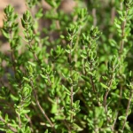 Una pianta di timo (Thymus vulgaris) in un campo arido, ma con una parte visibilmente più verde e rigogliosa grazie all'effetto benefico della melatonina. Macro lens, 60mm, alta definizione, luce naturale diffusa che evidenzia la resilienza della pianta trattata rispetto a quella sofferente per la siccità sullo sfondo.