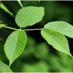 Foglie fresche e vibranti di Celtis occidentalis in primo piano, con gocce di rugiada, fotografate con una lente macro da 105mm per un'elevata definizione dei dettagli e una messa a fuoco precisa. Sullo sfondo, reni sani e danneggiati a confronto, a simboleggiare l'effetto protettivo dell'estratto vegetale. Illuminazione naturale morbida.